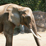 Woodland Park Zoo